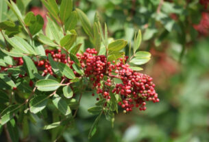 5 benefícios da planta aroeira para a saúde e como usá-la