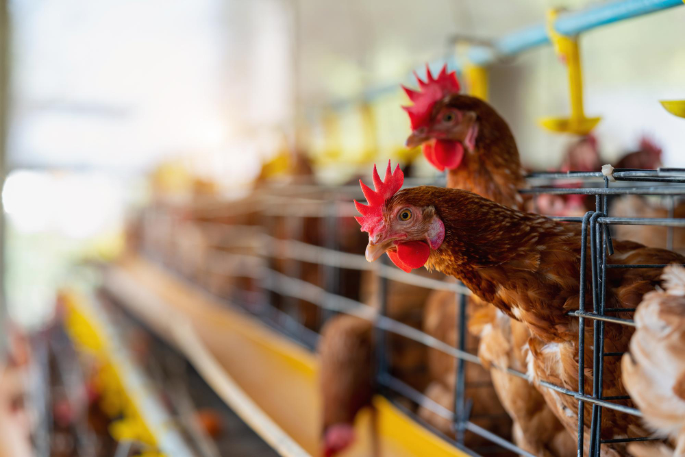 Brasil confirma primeiro caso de gripe aviária em granja comercial no RS e decreta emergência por 60 dias