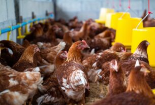 China proíbe importação de todos os produtos avícolas do Brasil devido a caso de gripe aviária
