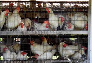 China suspende importações de todos os produtos aviários brasileiros – Brasil de Fato