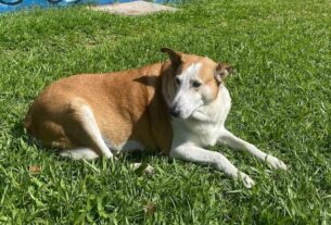 Conheça Silveira, cachorro ‘reitor’ da UFSM que viralizou nas redes