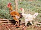 Gripe aviária: 9 destinos com suspensão total representam 33,5% da exportação de frango do Brasil