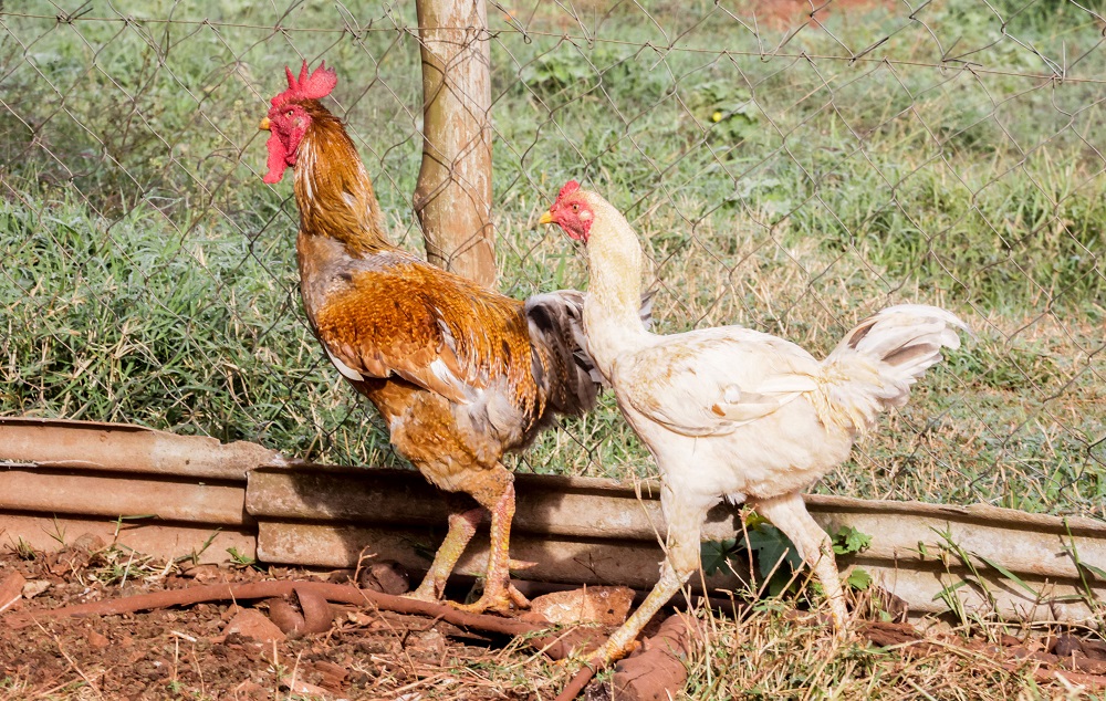 Gripe aviária: 9 destinos com suspensão total representam 33,5% da exportação de frango do Brasil