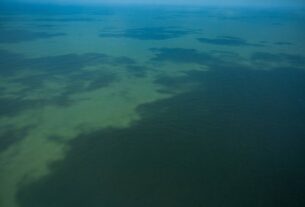 Ibama aprova plano da Petrobras sobre fauna na Foz do Amazonas e exploração de petróleo na área fica mais próxima – Brasil de Fato