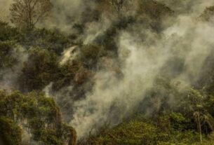 Jornal da Unesp | Formações jovens de Mata Atlântica são mais vulneráveis a incêndios, mostra estudo que analisou 35 anos de dados