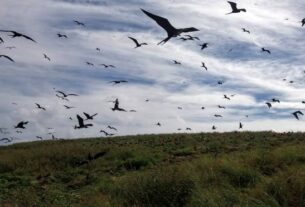 Jornal da Unesp | Presença de elementos potencialmente tóxicos em aves marinhas chama a atenção de pesquisadores