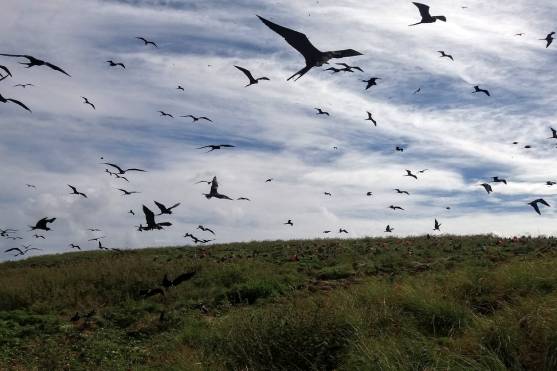 Jornal da Unesp | Presença de elementos potencialmente tóxicos em aves marinhas chama a atenção de pesquisadores