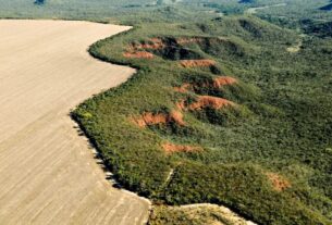 Mais de 97% do desmatamento no Brasil nos últimos anos é resultado de pressão do agronegócio, aponta estudo – Brasil de Fato