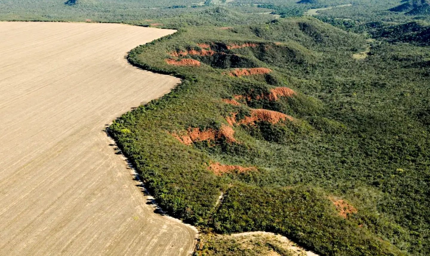 Mais de 97% do desmatamento no Brasil nos últimos anos é resultado de pressão do agronegócio, aponta estudo – Brasil de Fato