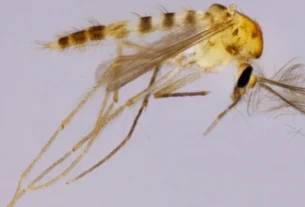Nova espécie de inseto é identificada no RN