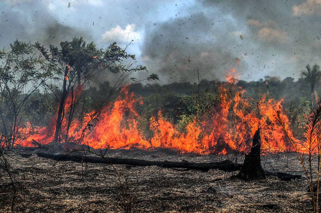 Quando a floresta queima, não é só fogo — é um alerta ecológico