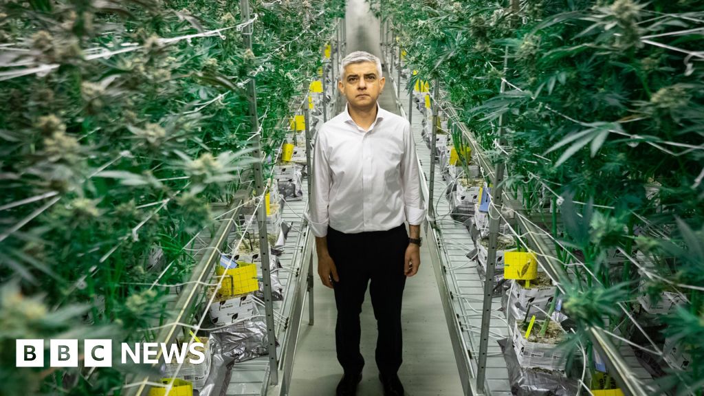 Relatório de Backs de Londres pedindo descriminalização da cannabis