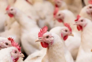 Sete casos de doenças respiratórias em aves são investigados no Brasil, diz ministério