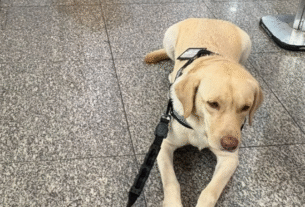 Treinador de cães levará cão de serviço para menina com espectro autista em Portugal
