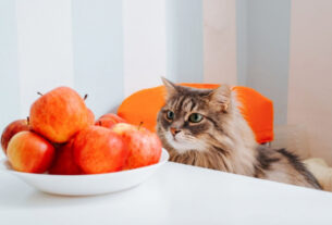 Veja como oferecer certos alimentos ao gato de forma segura