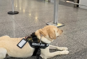 Voo é cancelado após empresa não cumprir liminar para transportar cachorro