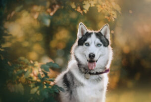 12 nomes fortes para cachorro