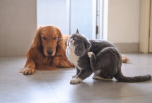 3 chás para ajudar a aliviar a coceira em cães e gatos