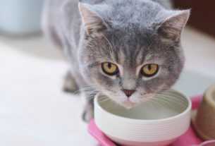 6 cuidados para adotar quando o gato vomita