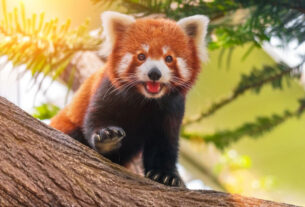 8 curiosidades incríveis sobre os pandas-vermelhos