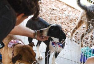 Auê Pet movimenta Natal com programação voltada à causa animal
