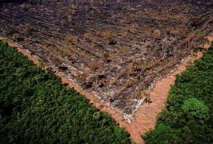 Brasil tem área de florestas do tamanho de Santa Catarina sob alto risco de grilagem, diz estudo – Brasil de Fato