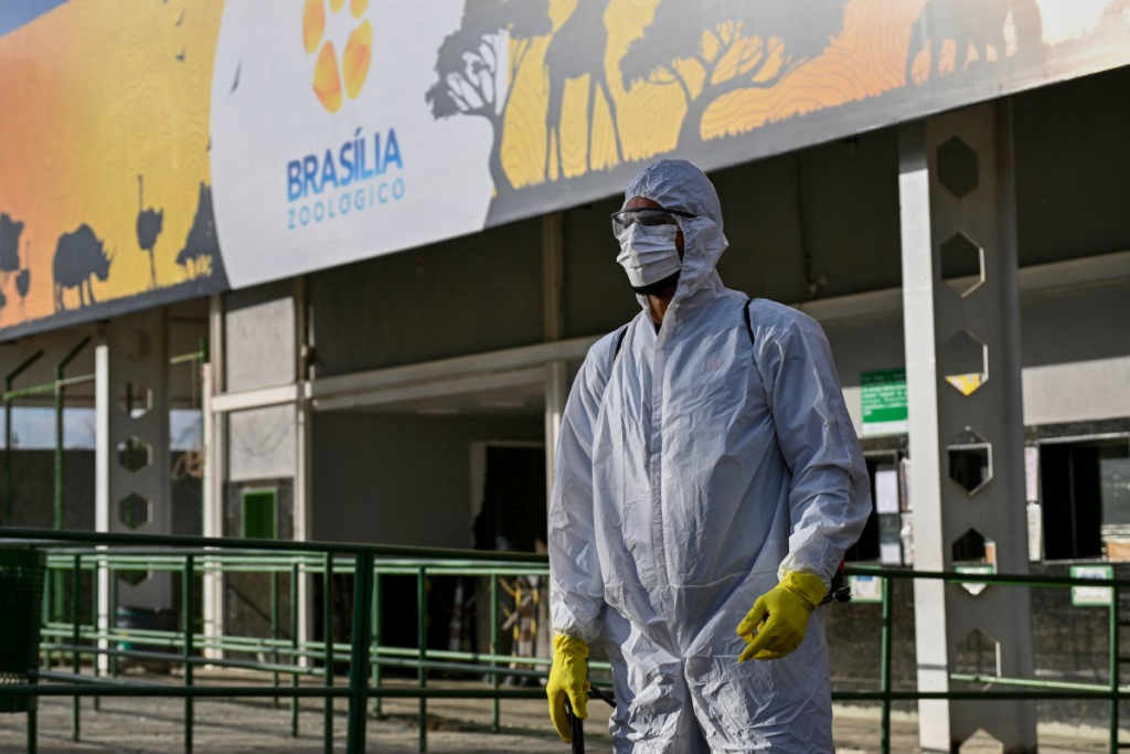 Brasília confirma caso de gripe aviária em zoológico