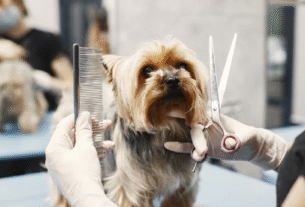 Câmara dos Deputados aprova projeto de lei para regulamentar profissionais de cuidado animal