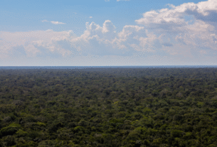 O estudo também revelou que mais de 90% dos desmatamentos na Amazônia são ilegais