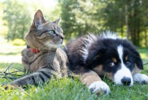 Governo cria lei que proíbe tatuagens e piercings em cães e gatos