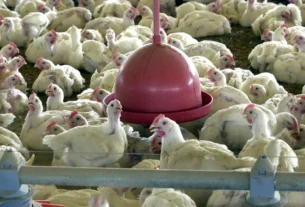 Gripe aviária: 17 países suspendem restrição à carne brasileira