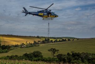 MST conclui semeadura aérea de 10 toneladas de palmeira juçara para reflorestamento no Paraná – Brasil de Fato