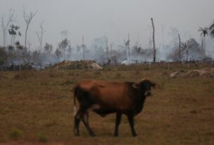Municípios campeões em queimadas concentram maiores rebanhos de gado do Brasil