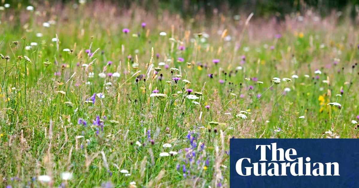 Orçamento agrícola de corte trabalhista na Inglaterra em £ 100m por ano, mostra os números | Revisão de gastos 2025