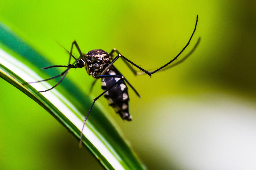 Porto Alegre registra 16 mortes por dengue em 2025