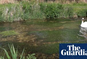 Trabalho usando o Brexit para enfraquecer as leis da natureza, dizem os parlamentares | Política verde