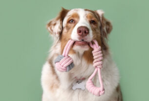 10 nomes para cachorros com muita energia