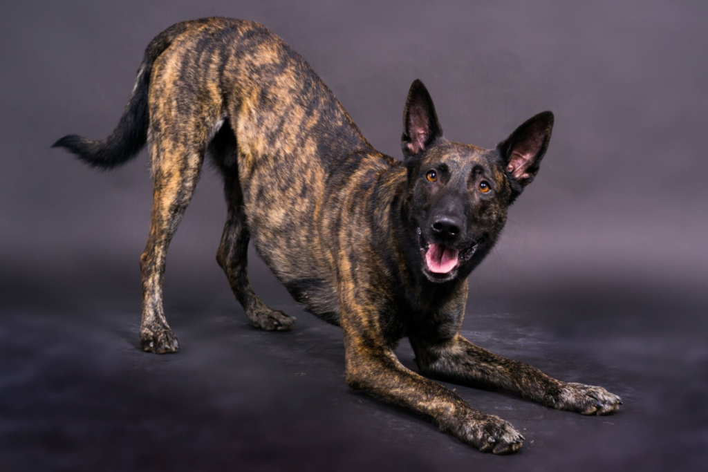 4 características do cachorro da raça pastor holandês