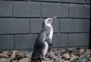 43 pinguins são encontrados mortos em praias do Litoral Norte de SP em apenas três dias