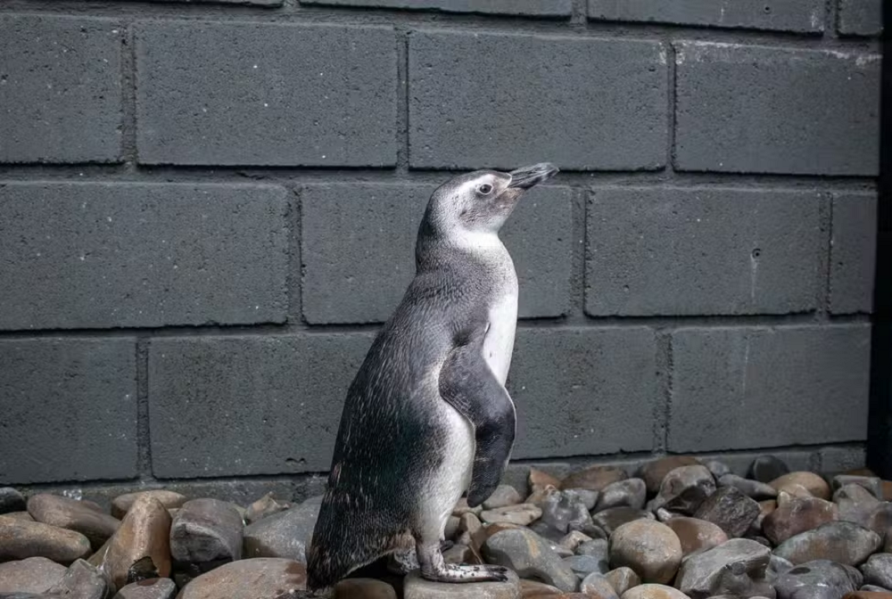43 pinguins são encontrados mortos em praias do Litoral Norte de SP em apenas três dias