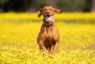 7 raças de cachorro ideais para quem pratica corrida