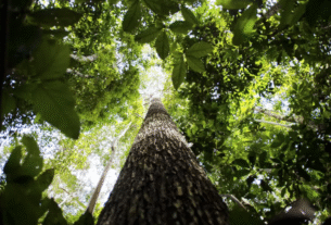 CNA defende que licenciamento ambiental moderniza, desburocratiza o país e evita perda de competitividade