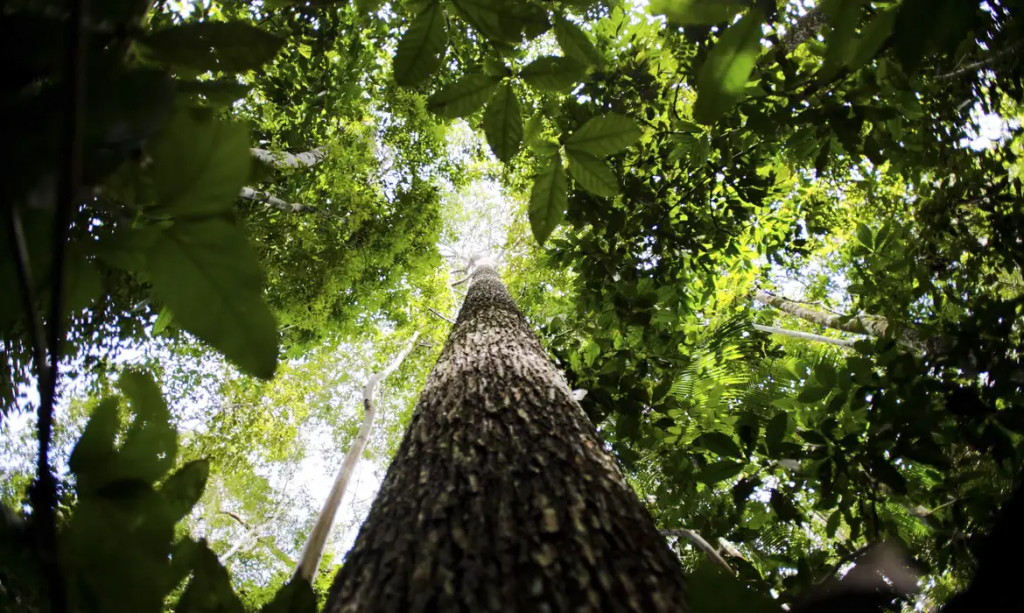 CNA defende que licenciamento ambiental moderniza, desburocratiza o país e evita perda de competitividade
