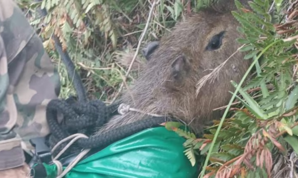 Capivara presa em penhasco de 50 metros é resgatada em Santa Catarina