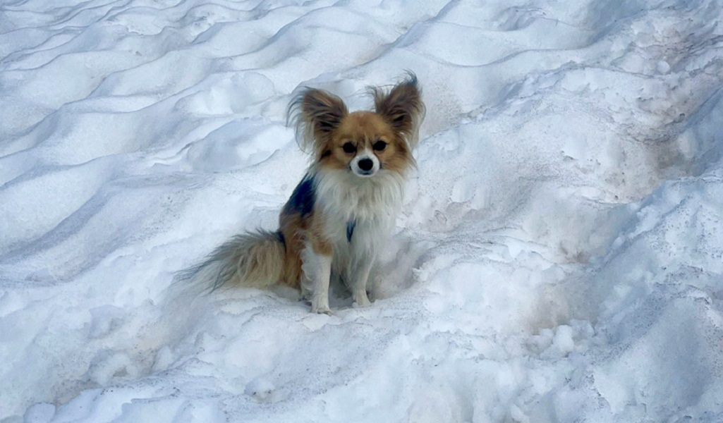 Chihuahua vira herói ao salvar homem que caiu na geleira na Suíça