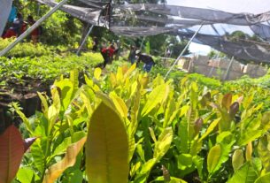 Combate à fome no Haiti: centro agroecológico forma agricultores para produzir comida de verdade