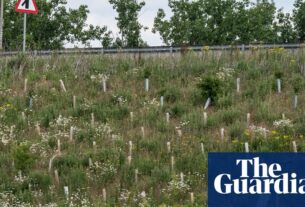 Como um desvio de £ 1,5 bilhão de 'aumento da vida selvagem' se tornou um desastre ambiental | Ambiente