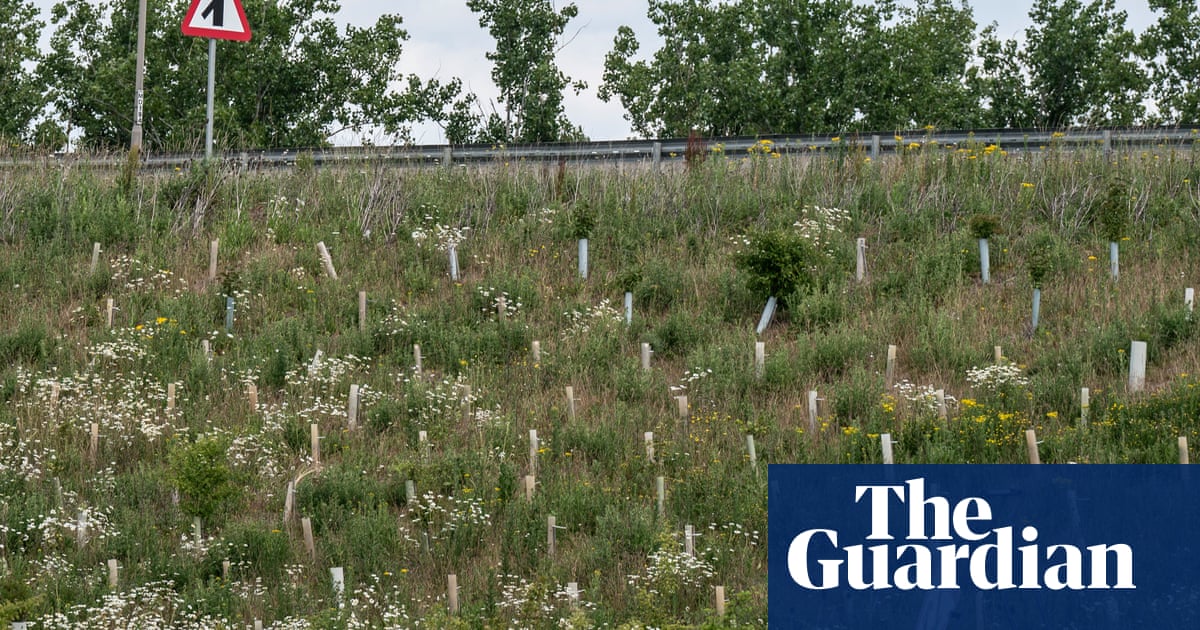 Como um desvio de £ 1,5 bilhão de 'aumento da vida selvagem' se tornou um desastre ambiental | Ambiente