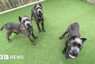 Danny Chambers MP Mutilated Pets Import Ban Bill definido para se tornar lei