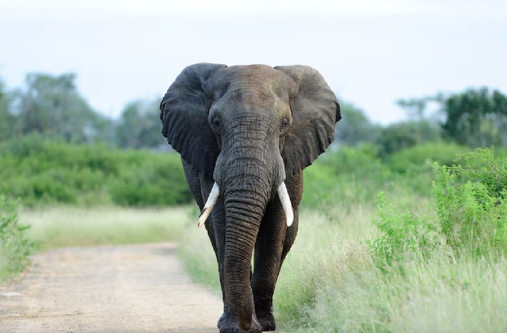 Elefanta mata turistas do Reino Unido e da Nova Zelândia durante safári em parque na África